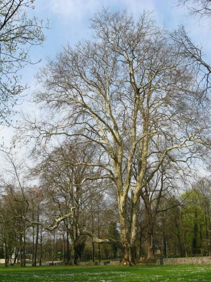 Bild 3 von Platane im Arminiuspark